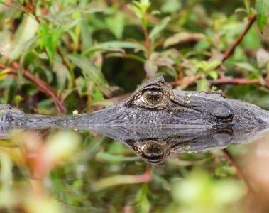 An alligator with half of its head inside the water looking at the camera