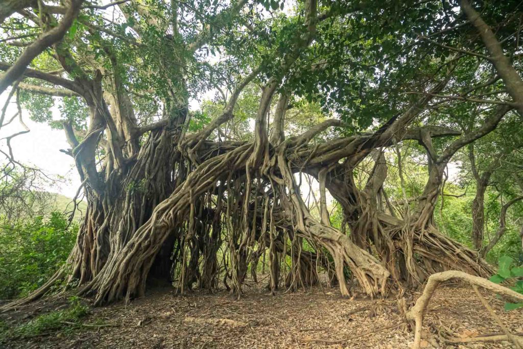 Serra do Amolar in Pantanal: a guide to Brazil's best kept secret