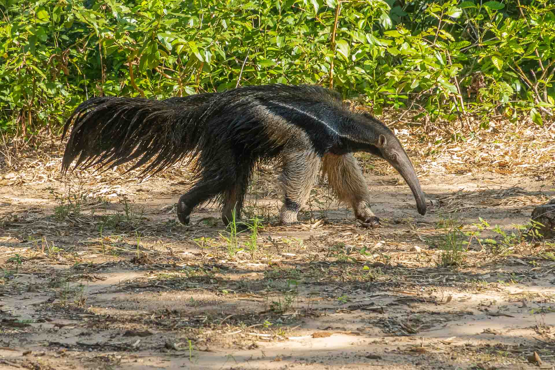 Visit Pantanal - Pantanal Sul e Serra da Bodoquena